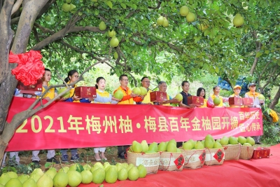 梅县百年金柚今日开摘！精选柚果将在梅州柚官方旗舰店销售