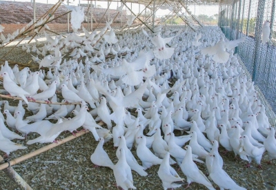 赞！兴宁市再添省级“双百行动”优秀典型案例