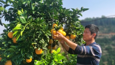 “橙乡”又飘橙香~平远脐橙11月下旬上市！19日脐橙文化旅游节开启！