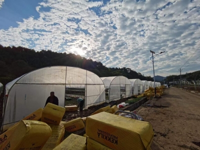 广藿香-水稻产业项目落地平远热柘镇