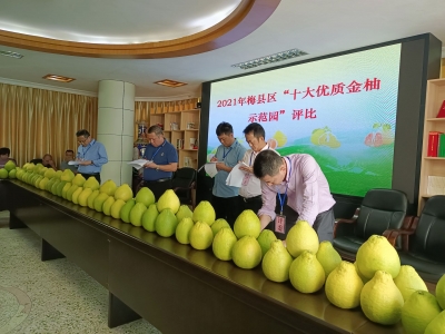 今日评比！这些柚园获评“2021年梅县区十大优质金柚示范园”