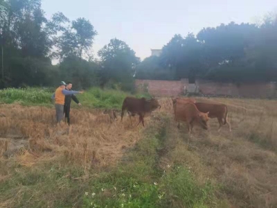 八旬老人丢牛心急如焚！民警开启数小时“寻牛记”...