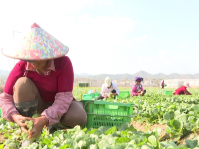 五华多措并举 确保“菜篮子”量多货足