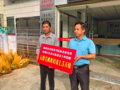 市林业研究所向梅江区金丰村捐赠1.5万株五指毛桃组培苗