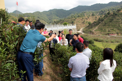 省市农科院专家赴梅州五华开展茶园冬季管理技术培训