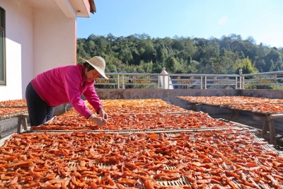 冬季限定，舌尖上“甜蜜”！来看看平远这个村的番薯干制作“传统手艺”