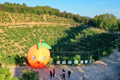 青山多“橙”意！平远擦亮这张闪亮的农旅名片