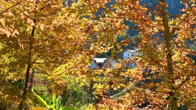 限量版“枫”景，浪漫！平远举办第十一届红叶节摄影采风活动