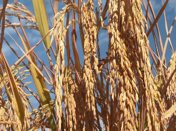 琴江稻米香！五华已建设高标准农田14.9万亩