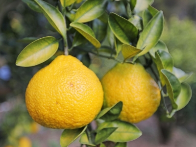 似桔又似柚！梅县区这种“混血”水果，颜值味道都很“出圈”！