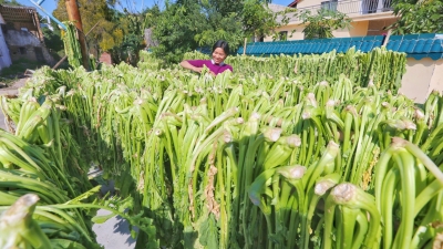 “芥”么棒！今天“晒”梅菜！