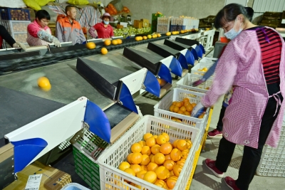 较去年每斤均价高出1元左右！平远脐橙近六成销往大湾区