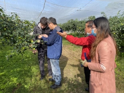 这里有青枣害虫“防控宝典”！丰顺埔寨来了“农业科技特派员”...