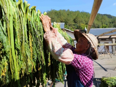 遍村收青芥，户户晾菜干！平远上举文裕村的冬日漫漫梅菜香~