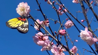 蝶停留，蜂驻足！平远这里梅花“绝劲”！