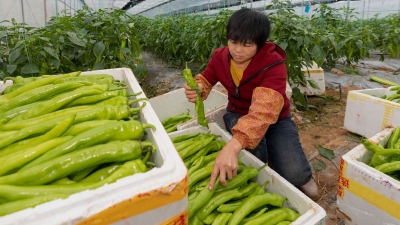 官方认定，梅州这些生产基地及企业是粤港澳大湾区“菜篮子”！年底将增至百家以上！