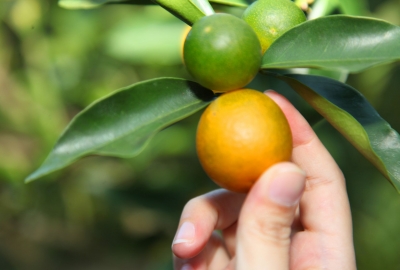 500亩“金果果”带来300多万元！蕉岭这个村有了“摇钱树”