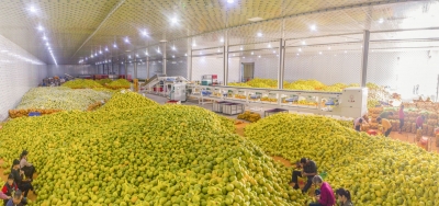 梅州金柚成“抢手果”！今年产量约50万吨，整体销售已过半市场预期良好