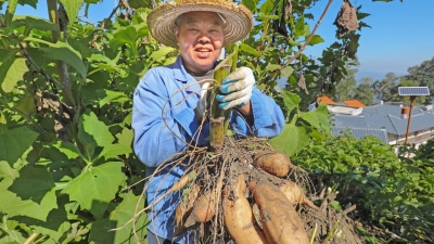 一根藤挂七八个果，个个分量十足！梅江区板盖坑雪莲果喜迎丰收，农民增收笑开颜~