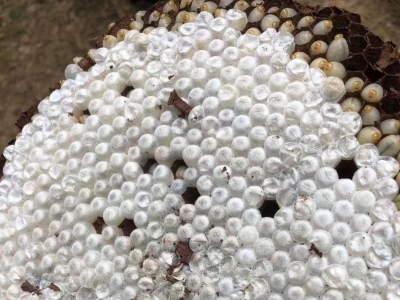 丰顺县小胜镇大力发展胡蜂养殖产业，“酿出”致富甜蜜路！