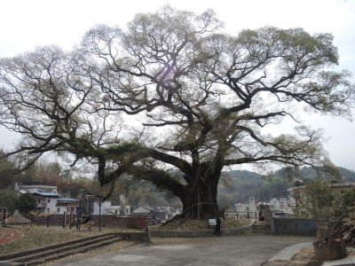 它们也有“身份证”了！大埔全县507株古树名木完成挂牌建档