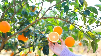 快来尝鲜！蕉岭这里的脐橙“甜过初恋”！