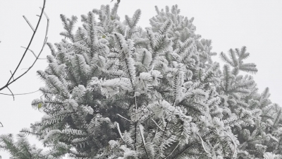 梅州召开低温冰冻天气防御工作视频会：全面落实各项工作措施 全力防御低温冰冻灾害