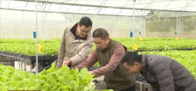 丰顺：农技人员深入田间地头加强技术指导 全面做好农作物防寒抗冻工作