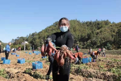 新鲜红薯“破土而出”！兴宁大坪镇这场活动“非常诱人”！