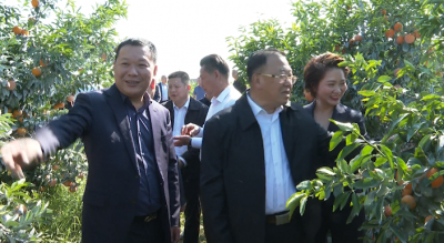 省农业农村厅领导到兴宁市调研沃柑种植情况