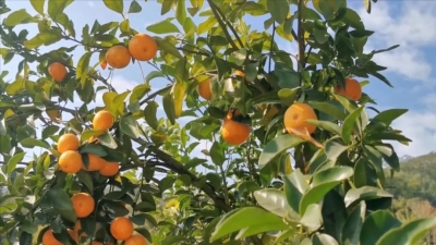 丰顺汤西新德围村沙糖桔丰收，硕果累累引客来！