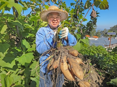 农民丰收节日记——蕉岭县南磜镇皇佑村党总支部第一书记曾宇