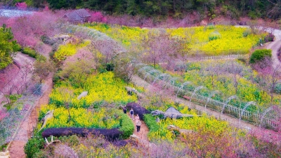 樱花绽放迎春来！梅江区城北镇爱丽丝庄园的樱花惹人醉~