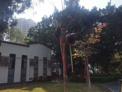 拖把倒挂树枝、公共场合“吞云吐雾”…元旦假期这些行为“煞风景”！