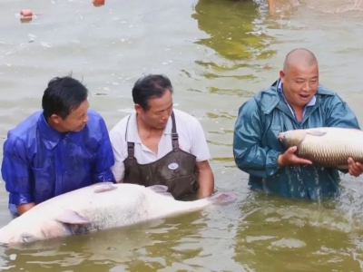 梅县区：“跑道养鱼”，跑出经济高效益!