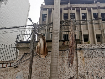 棕榈树叶掉落悬挂在电线，摇摇欲坠…危险！