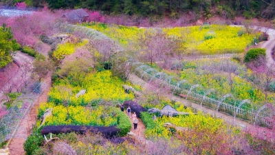 “沉浸式”赏花！快来这里寻找你的“春日限定”！