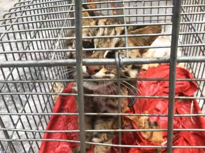 门套、猎夹、诱捕器...“装备齐全”非法狩猎！大埔公安：抓了！