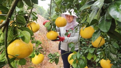 扁圆形的柚子你吃过吗？来看梅县区梅西镇龙虎村的“柚”惑~