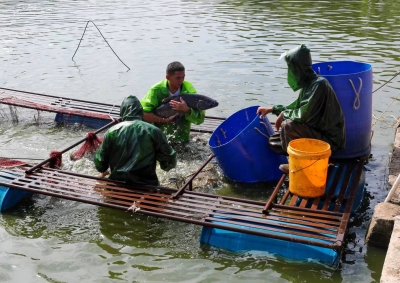 梅江区唱响“鱼水和谐”生态渔歌，推动水产养殖业转型升级！