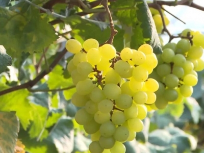 亲近自然，体验乡村慢生活！元旦假期，五华美丽乡村游受青睐