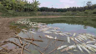 过年心都凉！鱼塘疑遭投毒，约1800尾鱼儿“集体死亡”…