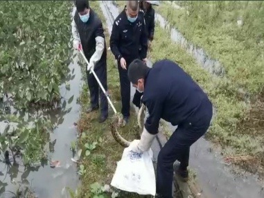 大冷天田边惊现“大蛇哥”？别怕！警民联手上演“捕蛇记”