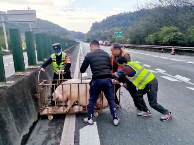 货箱门没关严，4头“二师兄”掉落高速公路，车主却浑然不知…