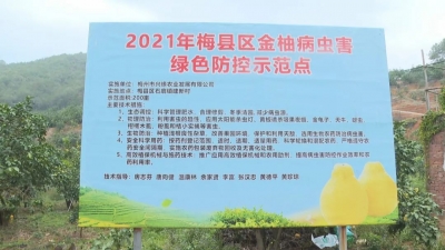 绿色防控助力农业发展提质增效，梅县区积极促进农业可持续发展
