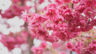 漫山樱花惹人醉！在灵光寺捉住春日浪漫…