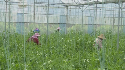 农作物防寒抗冻，果农有“锦囊妙计”