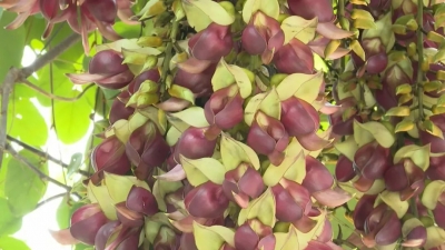 平远：禾雀花开如鸟栖枝报春来