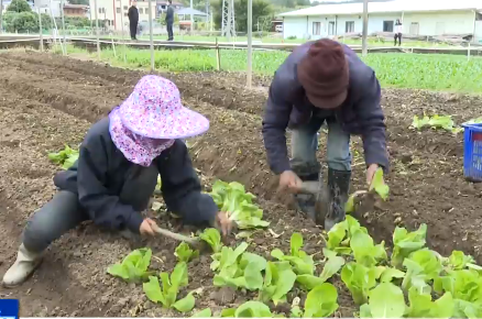 梅县区菜农加强田间管理 确保蔬菜市场正常供应