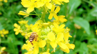一片黄！丰顺黄花村，来打卡！